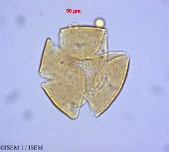 ISEM 1/Berberis_grandiflora_29067/Berberis_grandiflora_29067_0001(copy)_thumb.jpg